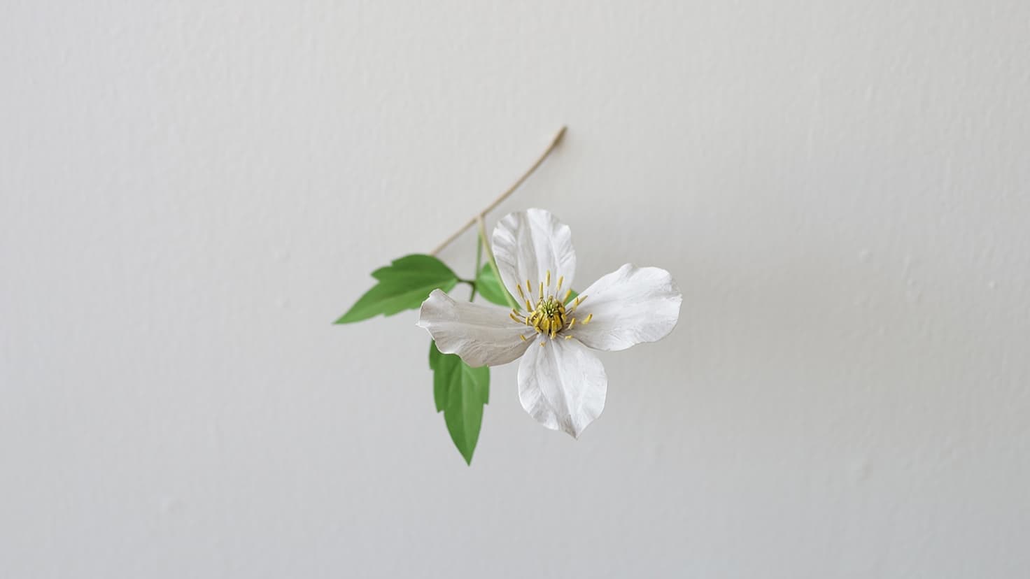 須田悦弘 ミテクレマチス