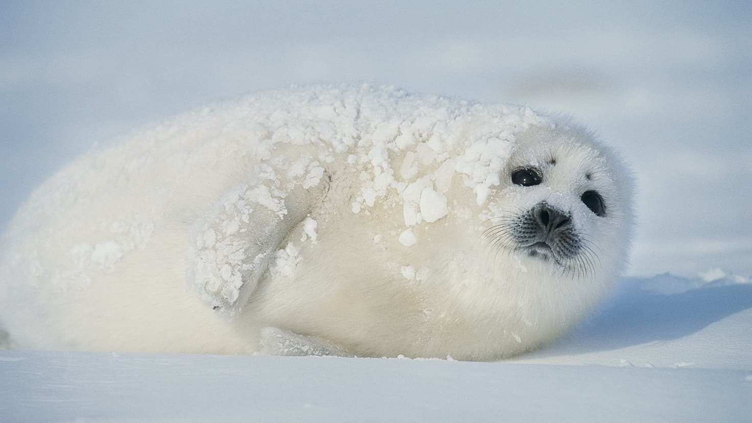 没後20年 星野道夫の旅 セレクション