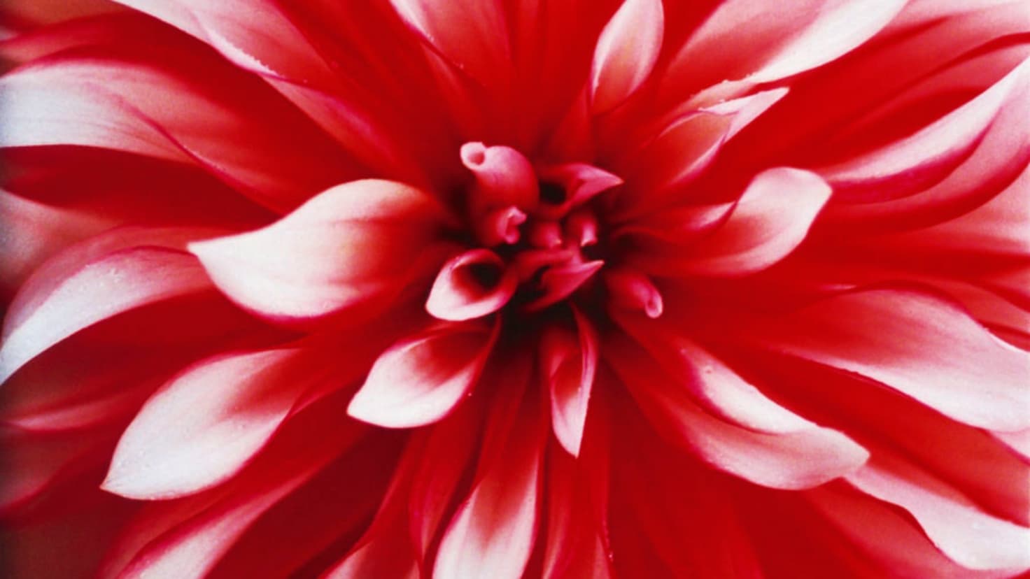 蜷川実花 Mika Ninagawa Japaneseclass Jp