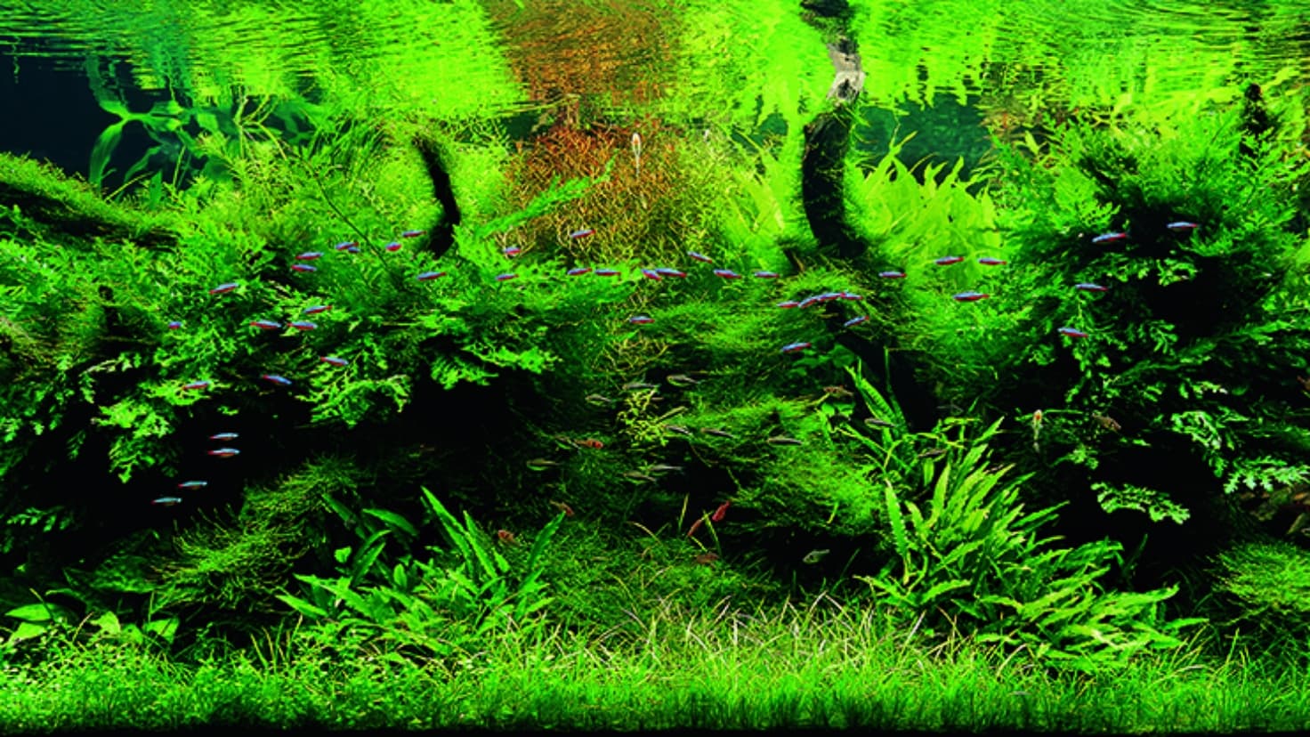 天野尚 NATURE AQUARIUM展